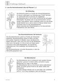 Frühblüher: Faltbuch mit Winterling, Anemone, Märzenbecher, Sachunterricht, 1. bis 4. Klasse