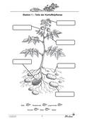 Kartoffel: Aufbau, Nährstoffe und Bestandteile der Kartoffel, Sachunterricht, 3. und 4. Klasse
