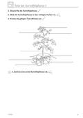 Kartoffel: Teile der Kartoffelpflanze, Sachunterricht, 1. bis 4. Klasse