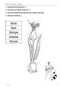 Frühblüher: Tulpe, Sachunterricht, 1. bis 4. Klasse