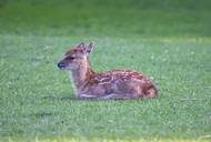 Natur als Lernort: Naturanalphabetismus: lila Kühe, gelbe Enten und Bambi-Syndrom (© VisionOfVictor/Pixabay)