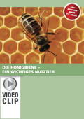 Die Honigbiene - ein wichtiges Nutztier, Sachunterricht, 3. bis 6. Klasse