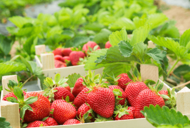 Projekttage: Unterrichtsideen rund um die Erdbeere (© JackF - stock.adobe.com)