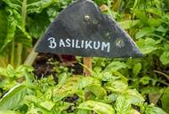 Natur als Lernort: Auf Entdeckungsreise im Schulgarten (© animaflora - Fotolia.com)