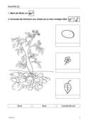 Kartoffel, gärtnern in Topf und Beet, Sachunterricht, 1. und 2. Klasse