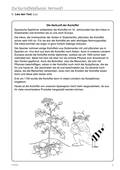 Kartoffel: Herkunft und Entdeckung der Kartoffelpflanze, Sachunterricht, 1. bis 4. Klasse