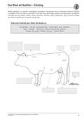 Rind als Nutztier, Last-Minute-Vorbereitung, Biologie, 5. Klasse