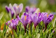 Frühling: Den Frühling entdecken (© Couleur/Pixabay)