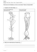 Frühblüher: Blumenzwiebeln, Sachunterricht, 1. bis 4. Klasse